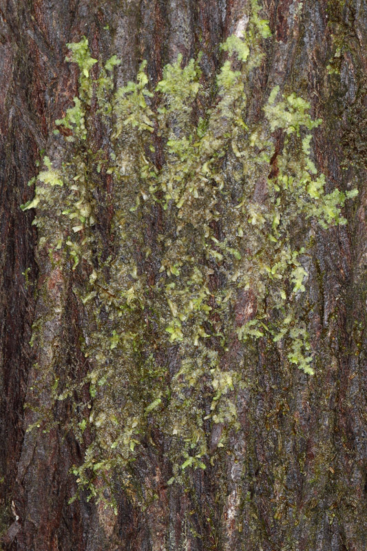 Radula complanata